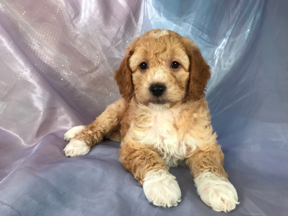 Bichon Poodle for Sale, Female, $975, DOB 10-12-2018